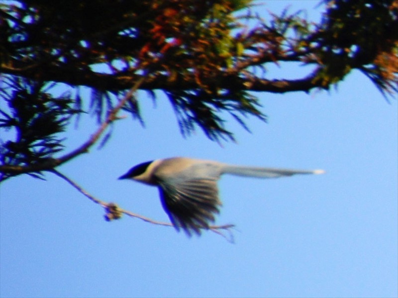 f:id:hashiba511:20180710081523j:image