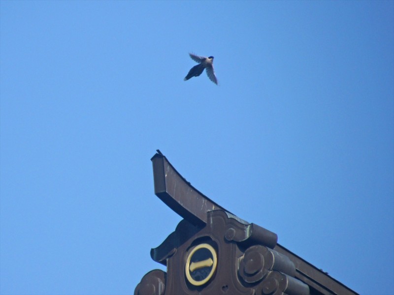 f:id:hashiba511:20180710081527j:image