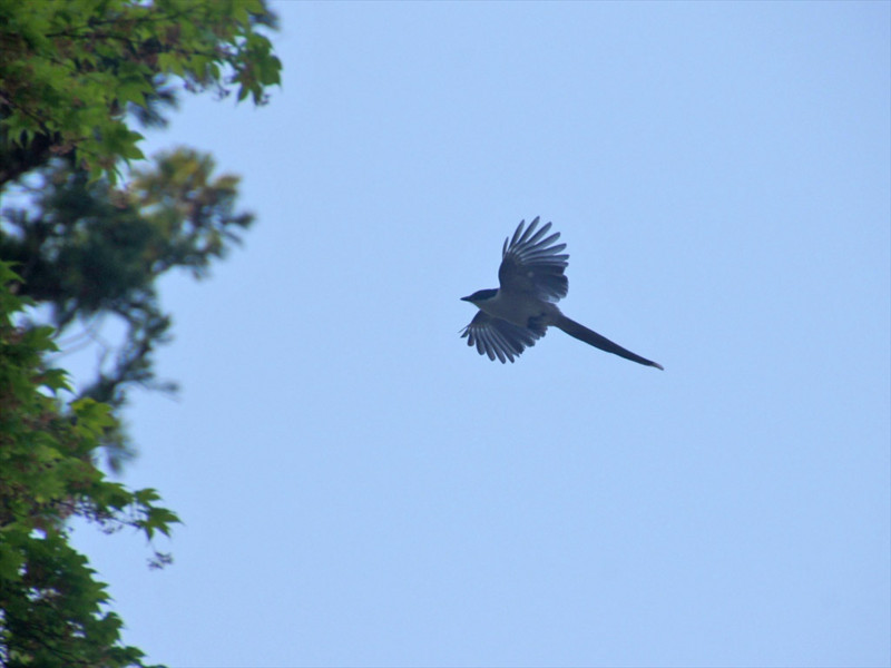 f:id:hashiba511:20180710081530j:image