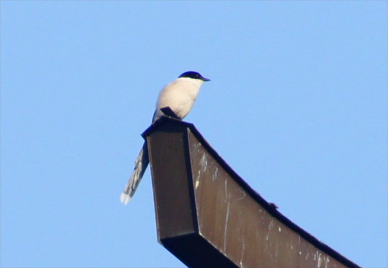 f:id:hashiba511:20180710081539j:image