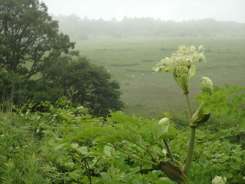 f:id:hashiba511:20180714060456j:image