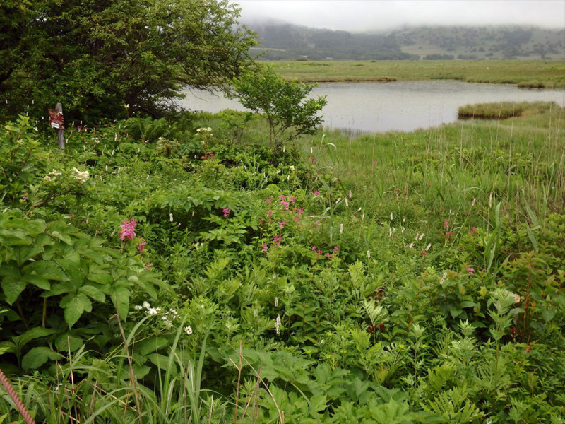 f:id:hashiba511:20180714060500j:image