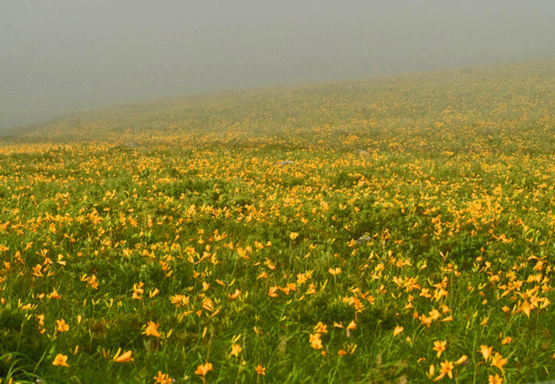 f:id:hashiba511:20180714060504j:image