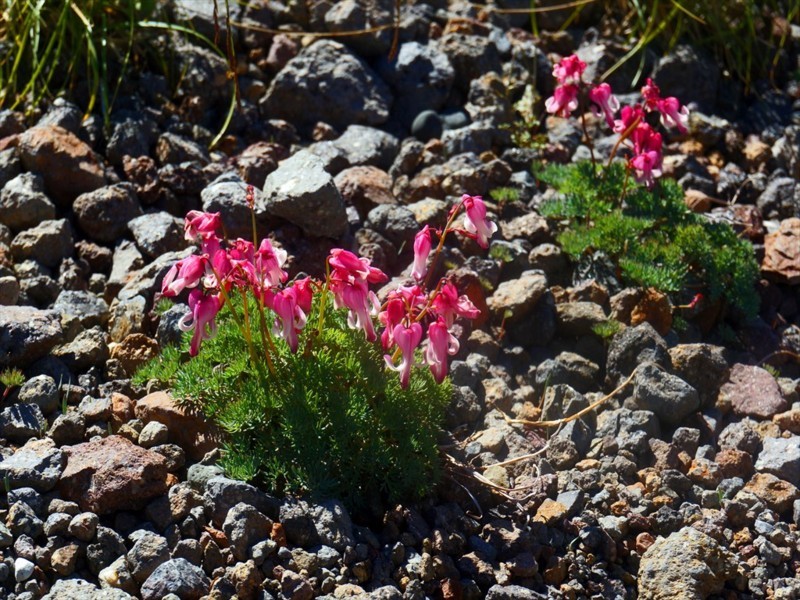 f:id:hashiba511:20180721054018j:image