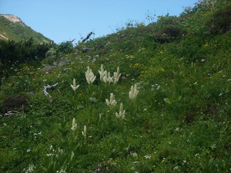 f:id:hashiba511:20180721054023j:image