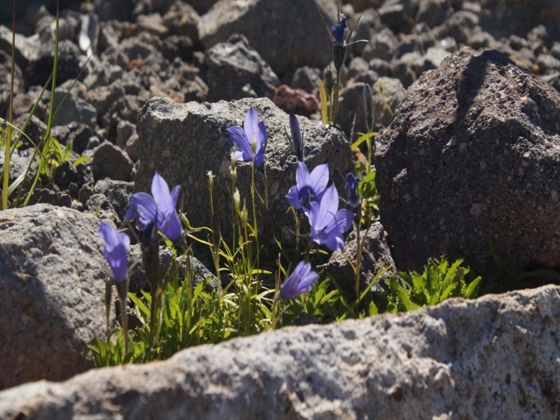 f:id:hashiba511:20180721054027j:image