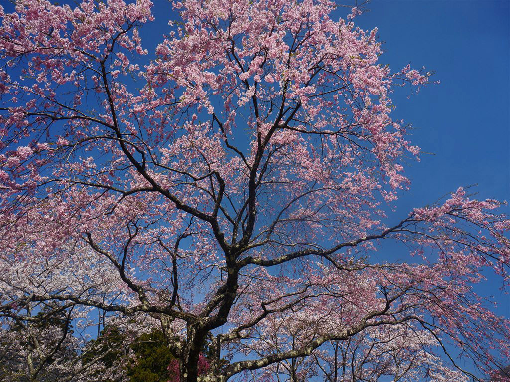 f:id:hashiba511:20190424053002j:plain