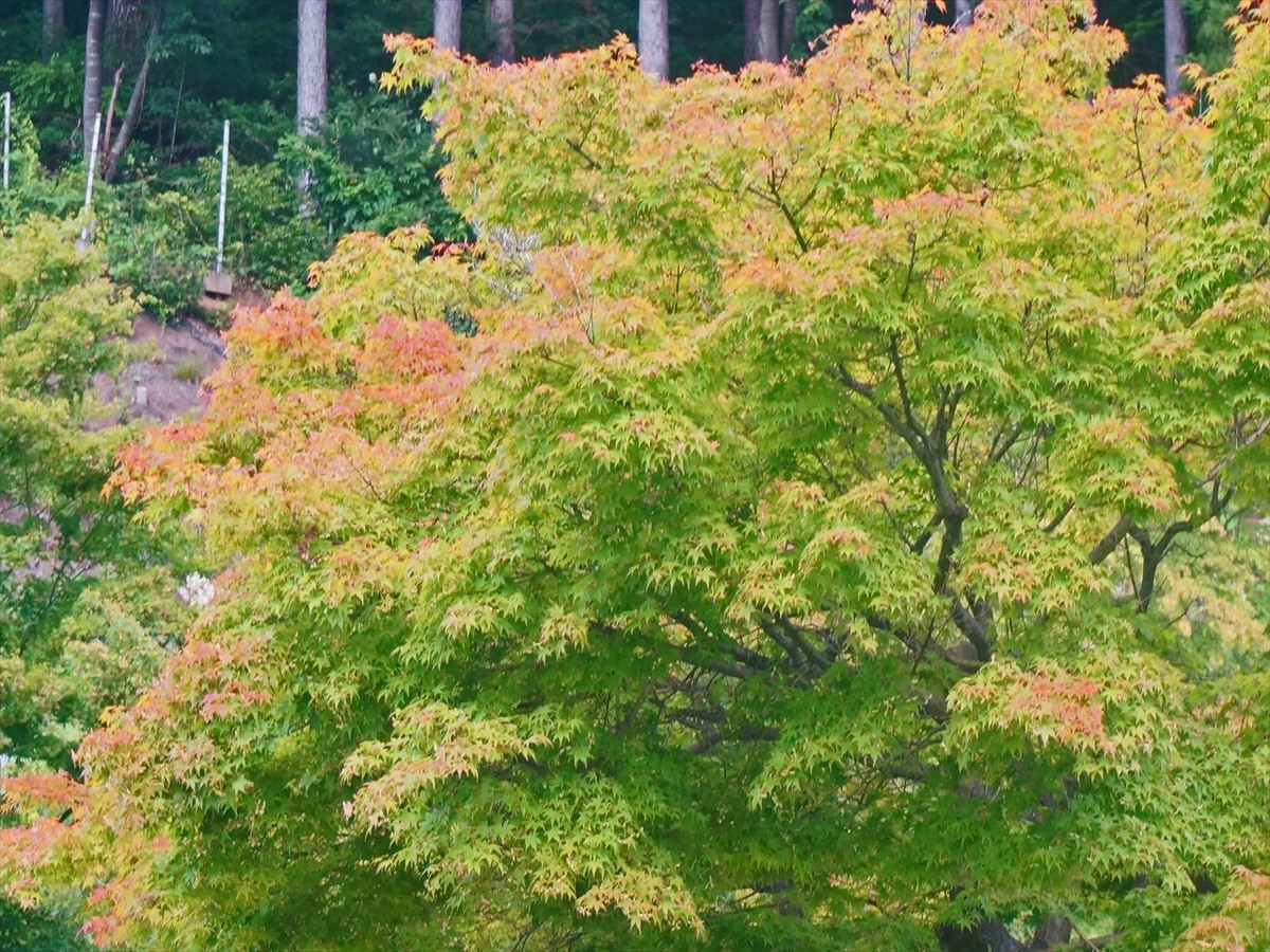 f:id:hashiba511:20190801053714j:plain