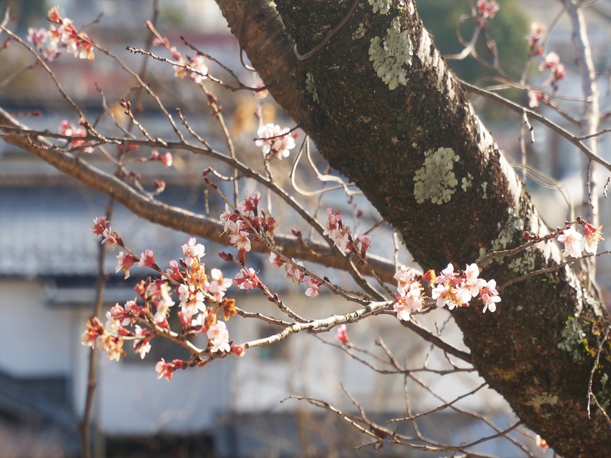 f:id:hashiba511:20200125035305j:plain