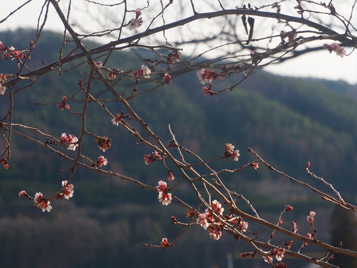 f:id:hashiba511:20200125035354j:plain
