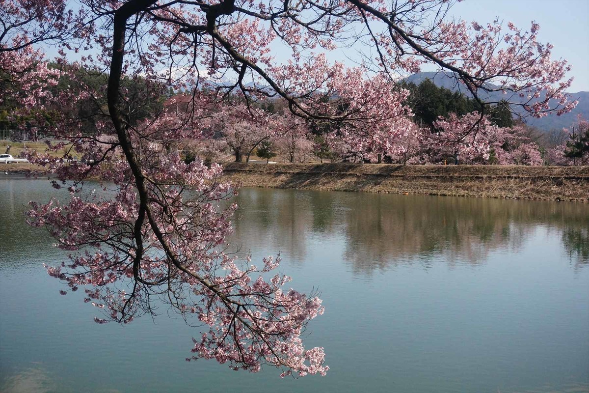 f:id:hashiba511:20200409110058j:plain