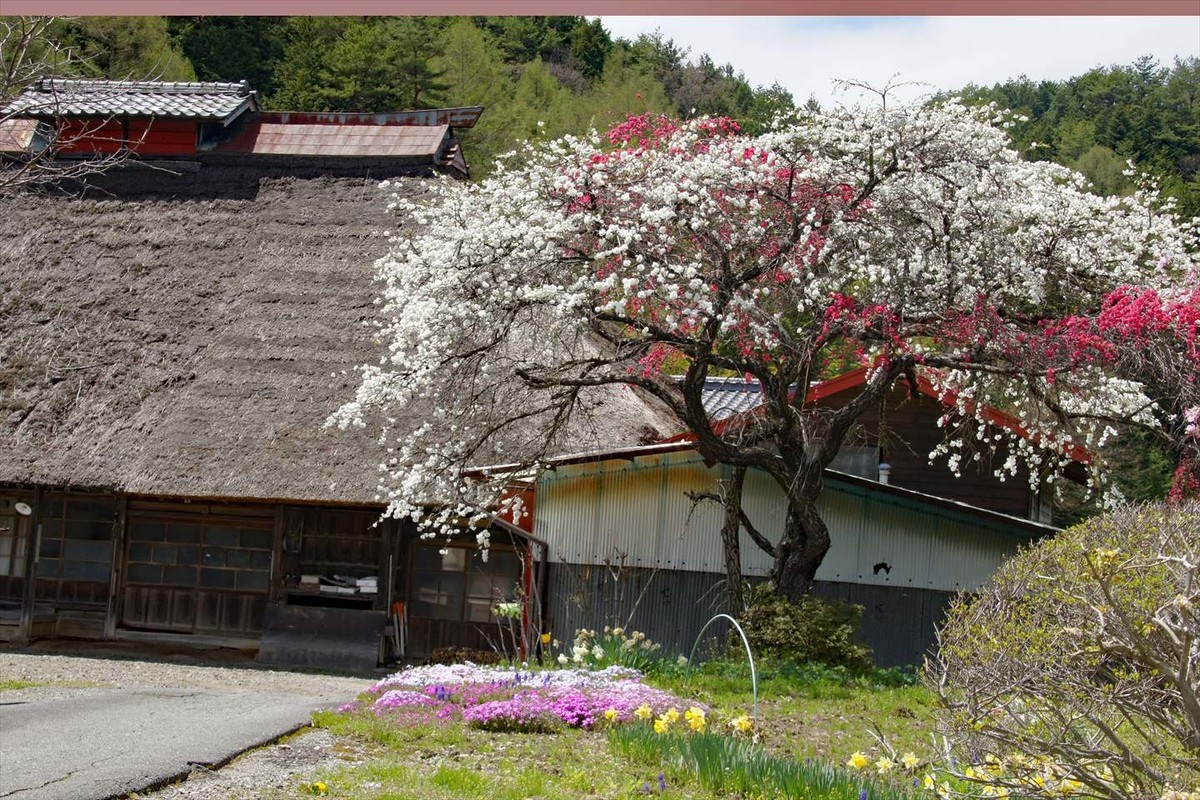 f:id:hashiba511:20200425184640j:plain