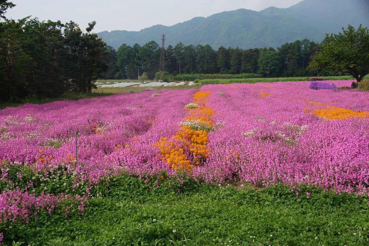 f:id:hashiba511:20200519055127j:plain
