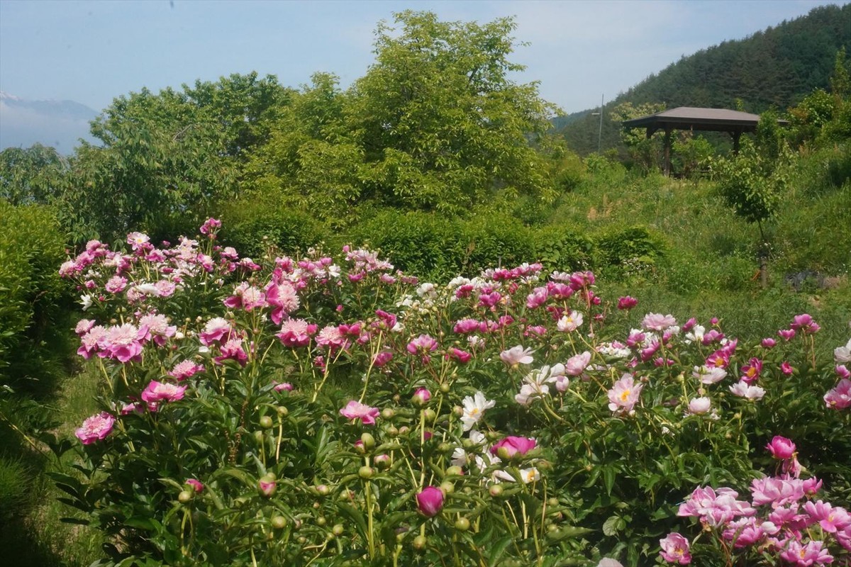 f:id:hashiba511:20200529053938j:plain