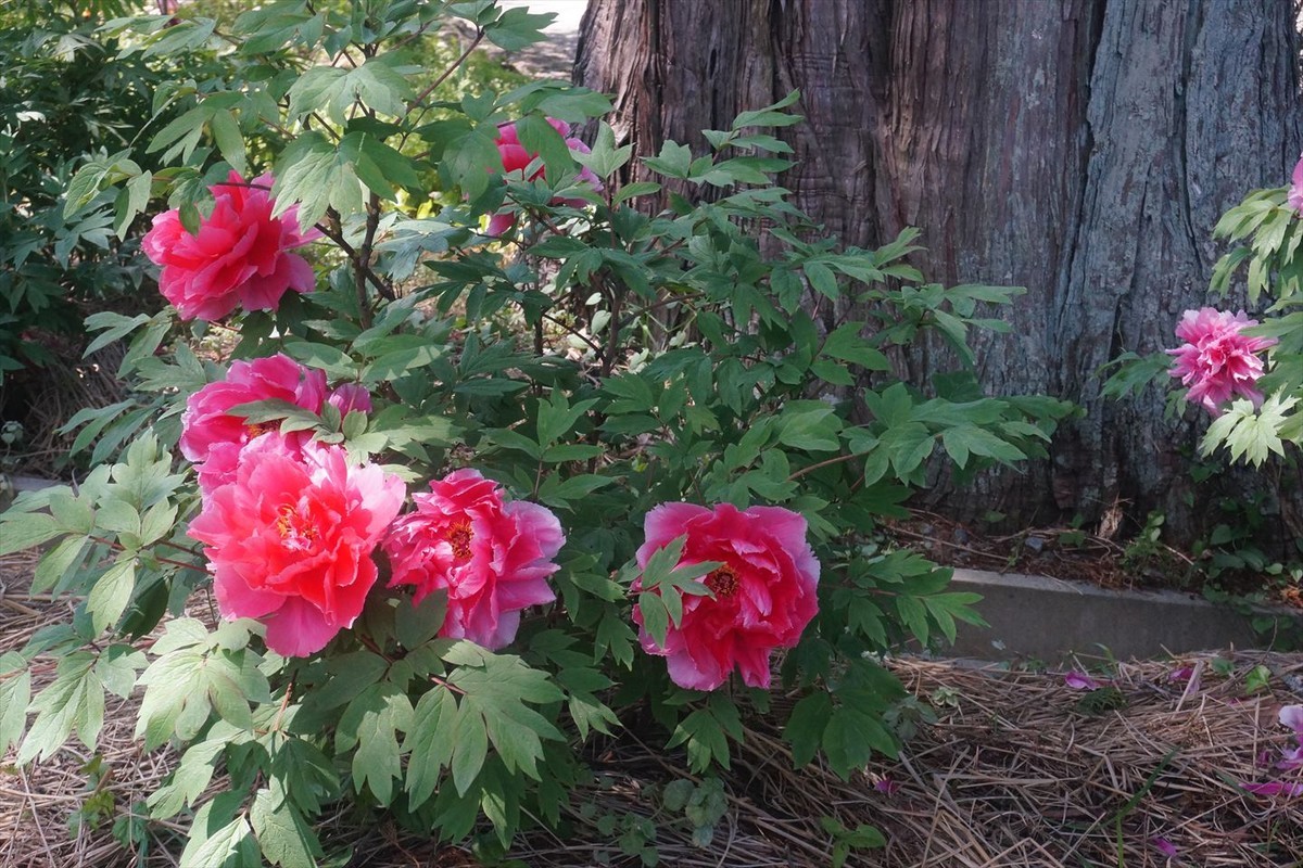 f:id:hashiba511:20200529054135j:plain