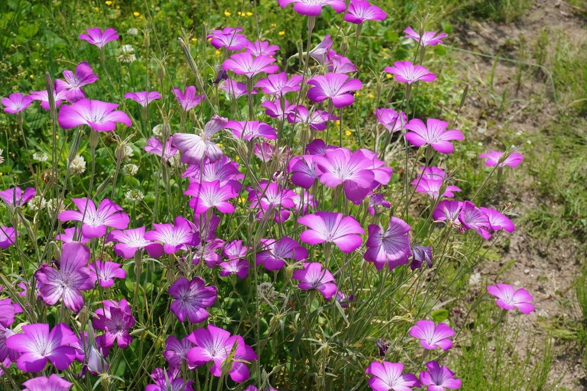 f:id:hashiba511:20200605055224j:plain