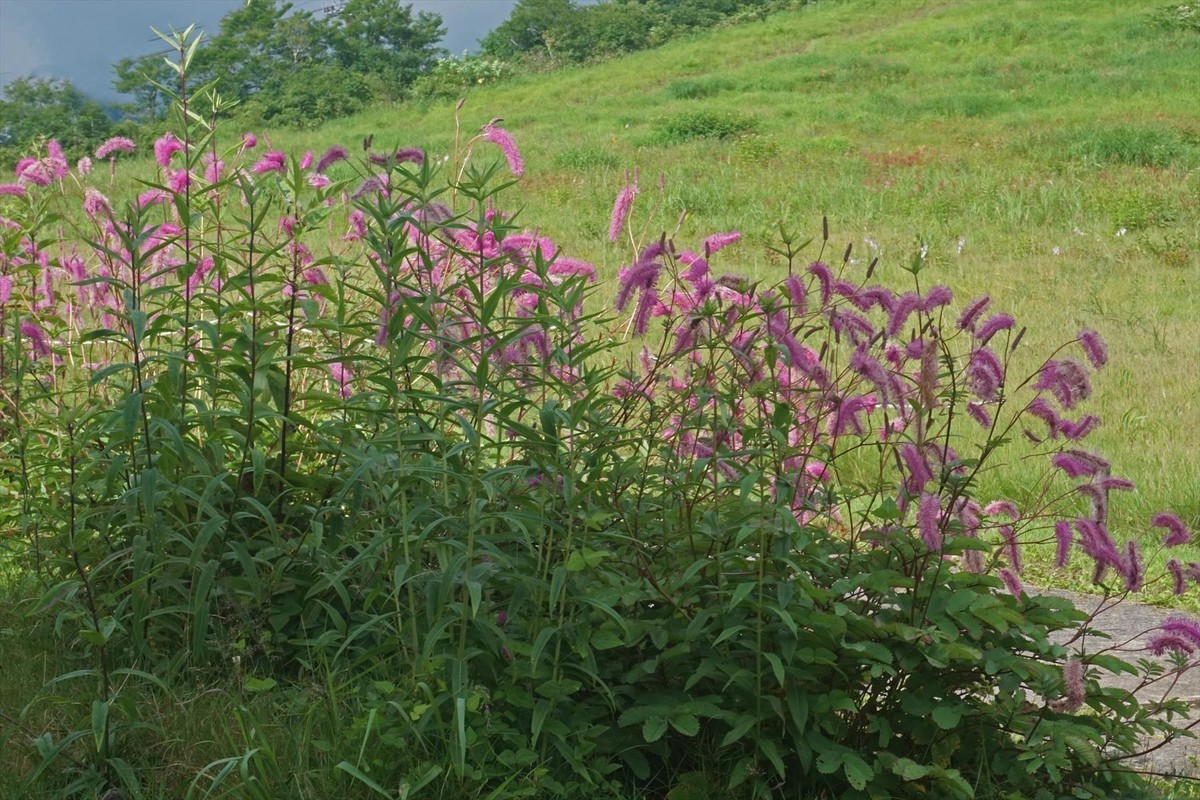 f:id:hashiba511:20200815023012j:plain