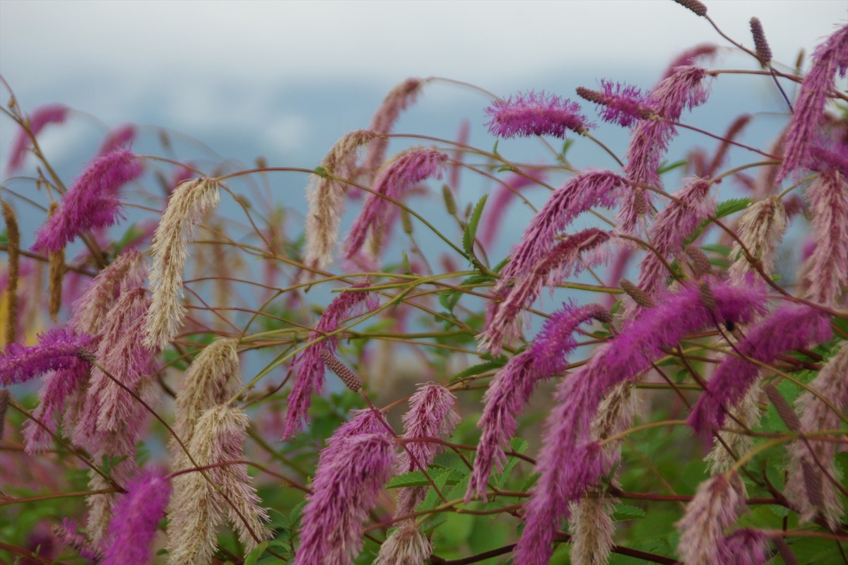 f:id:hashiba511:20200815023037j:plain