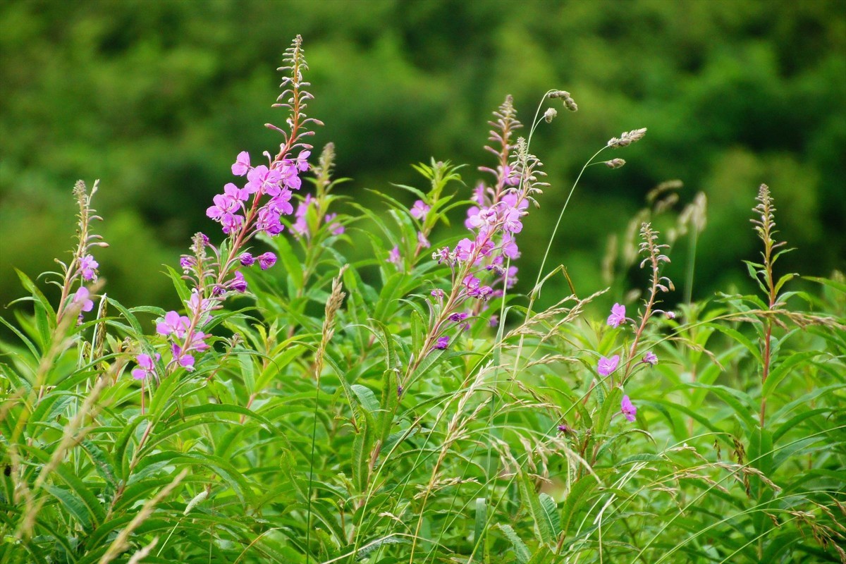 f:id:hashiba511:20200815023957j:plain