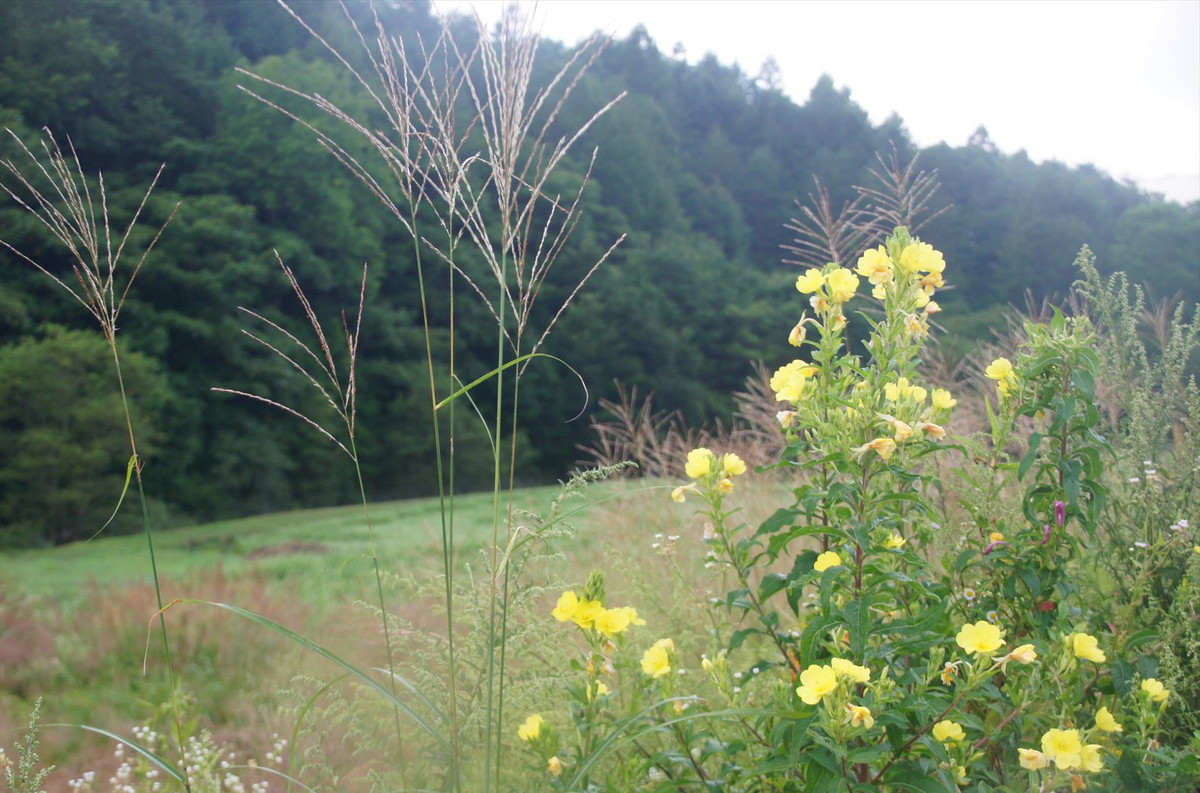 f:id:hashiba511:20200821042048j:plain