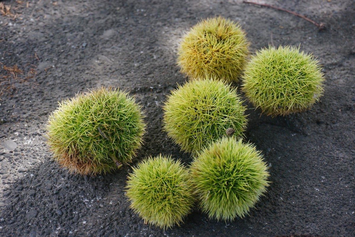 f:id:hashiba511:20200910051520j:plain