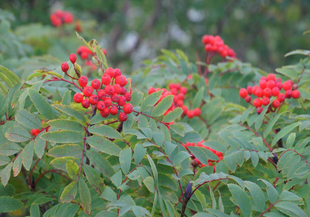 f:id:hashiba511:20201011045824j:plain f:id:hashiba511:20201011045824j:plain