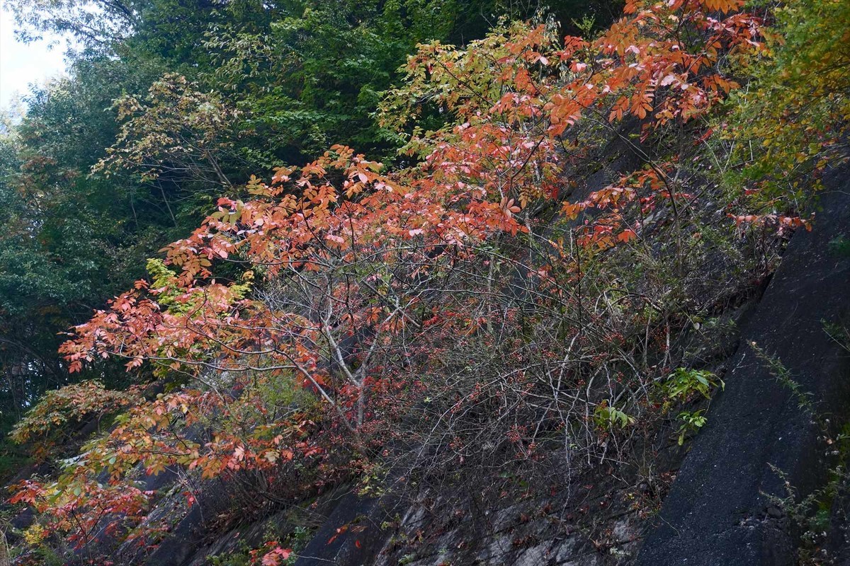 f:id:hashiba511:20201013091422j:plain