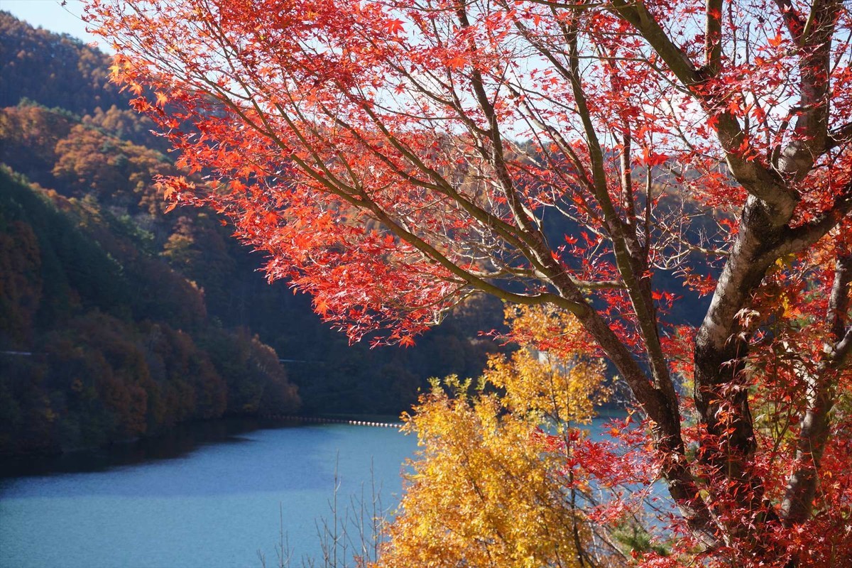 f:id:hashiba511:20201110050446j:plain
