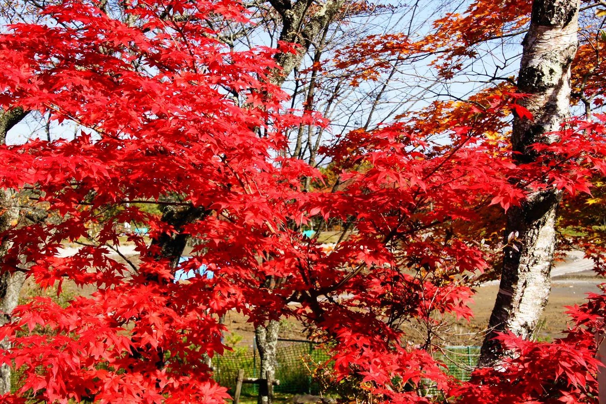 f:id:hashiba511:20201118074507j:plain