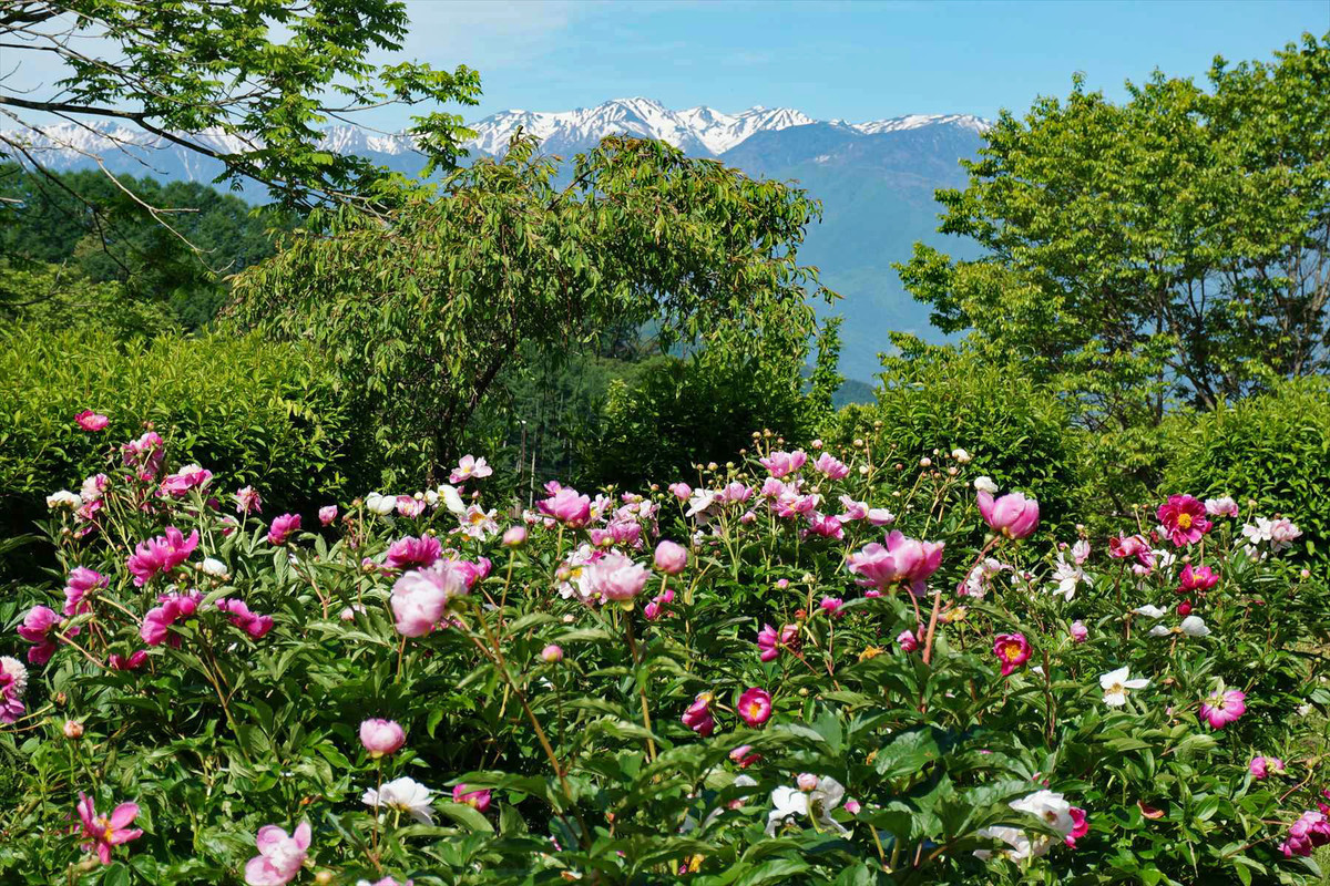 f:id:hashiba511:20210529080618j:plain