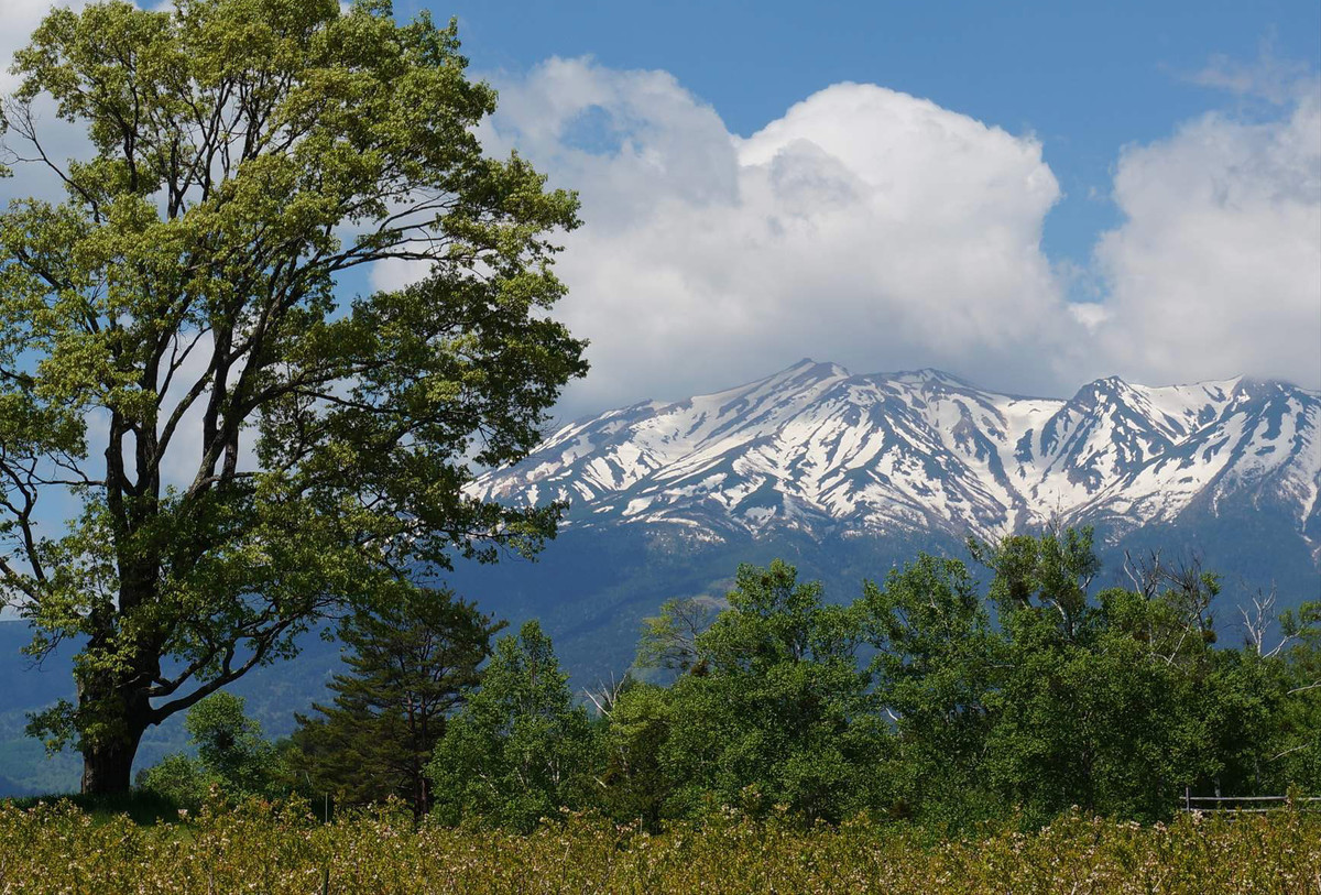 f:id:hashiba511:20210531065909j:plain