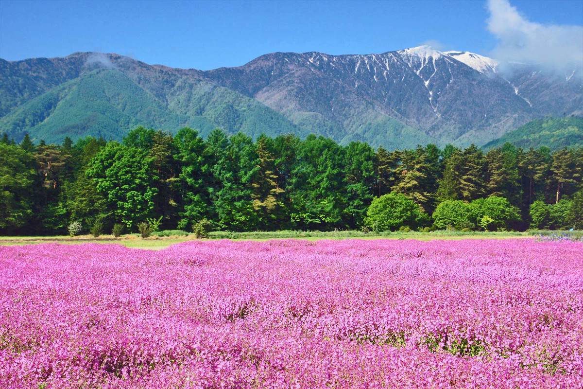 f:id:hashiba511:20210602045850j:plain