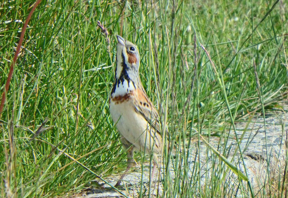 f:id:hashiba511:20210624094005j:plain