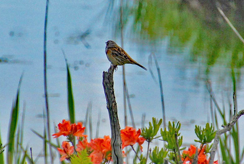 f:id:hashiba511:20210624094019j:plain