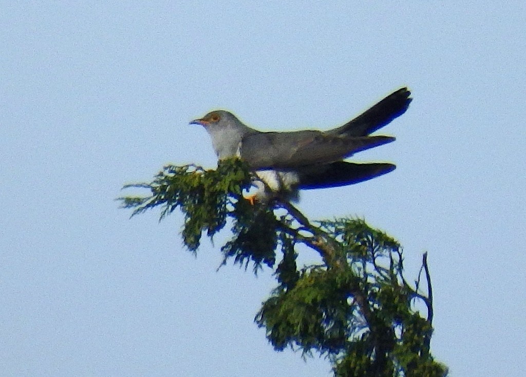 f:id:hashiba511:20210624094237j:plain