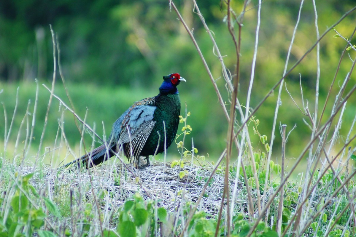 f:id:hashiba511:20210624094252j:plain