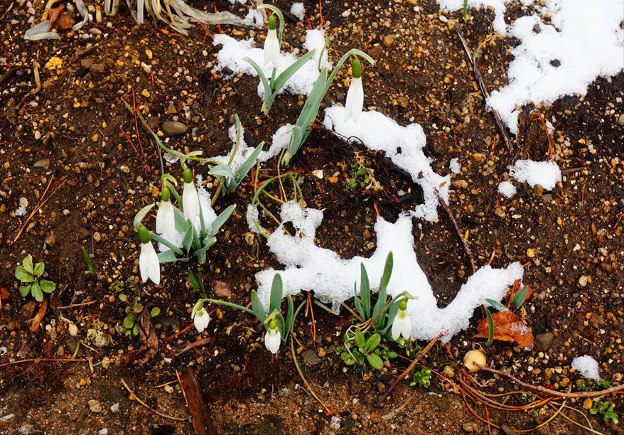 f:id:hashiba511:20220310061332j:plain