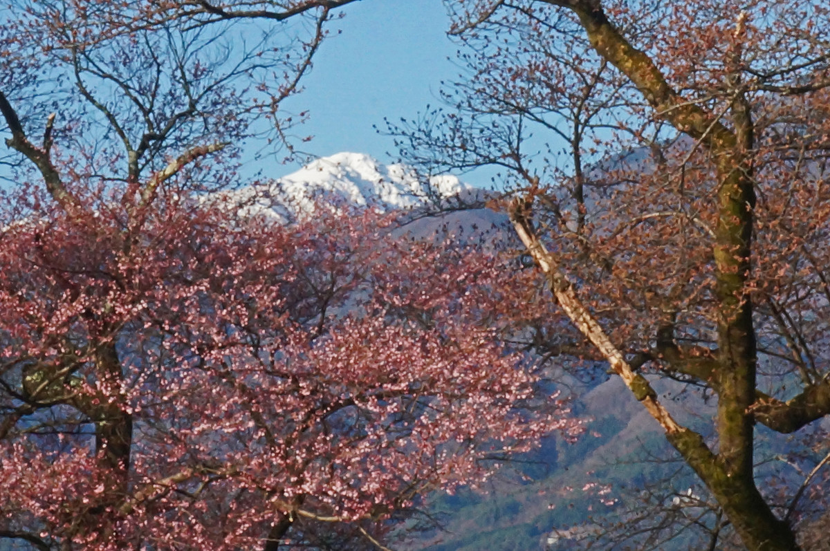f:id:hashiba511:20220405085723j:plain