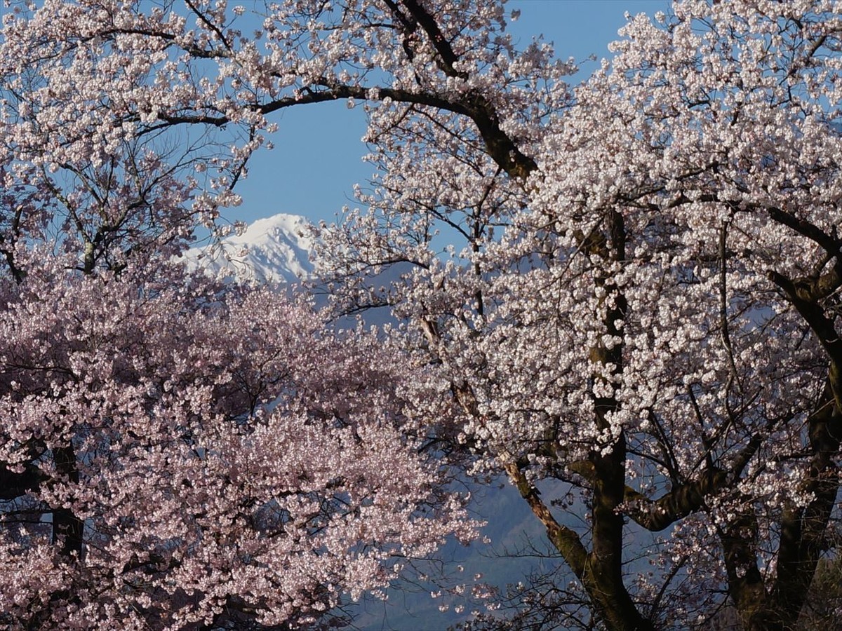 f:id:hashiba511:20220410074048j:plain