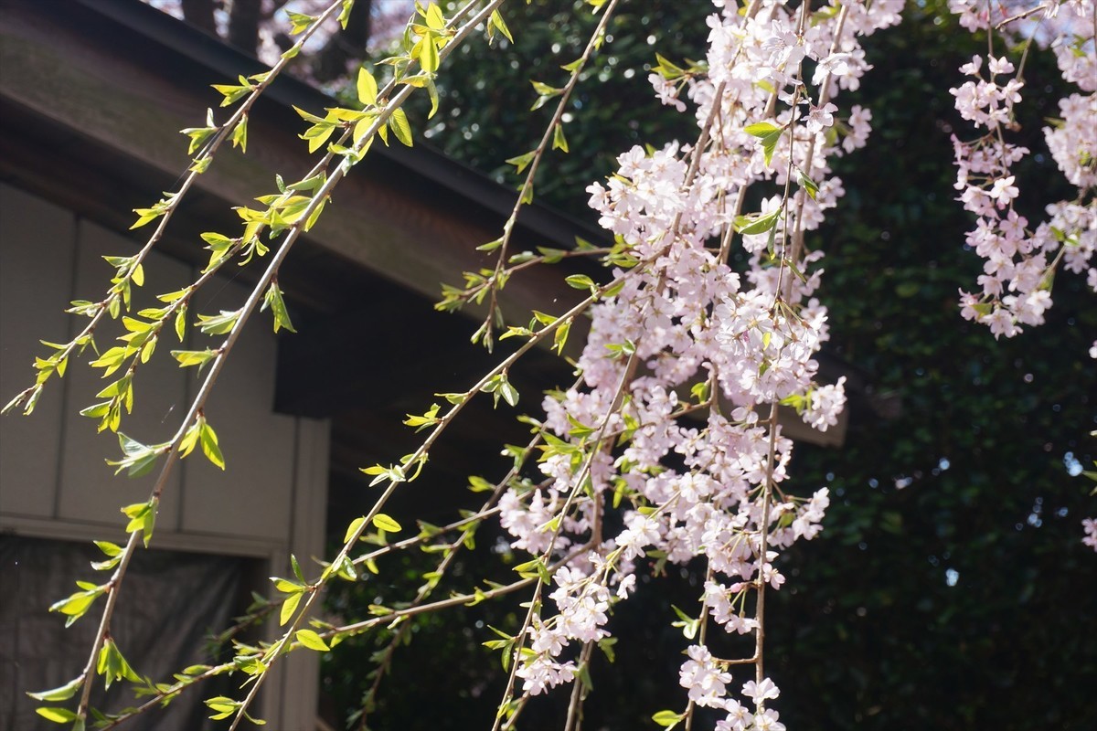 f:id:hashiba511:20220411051104j:plain