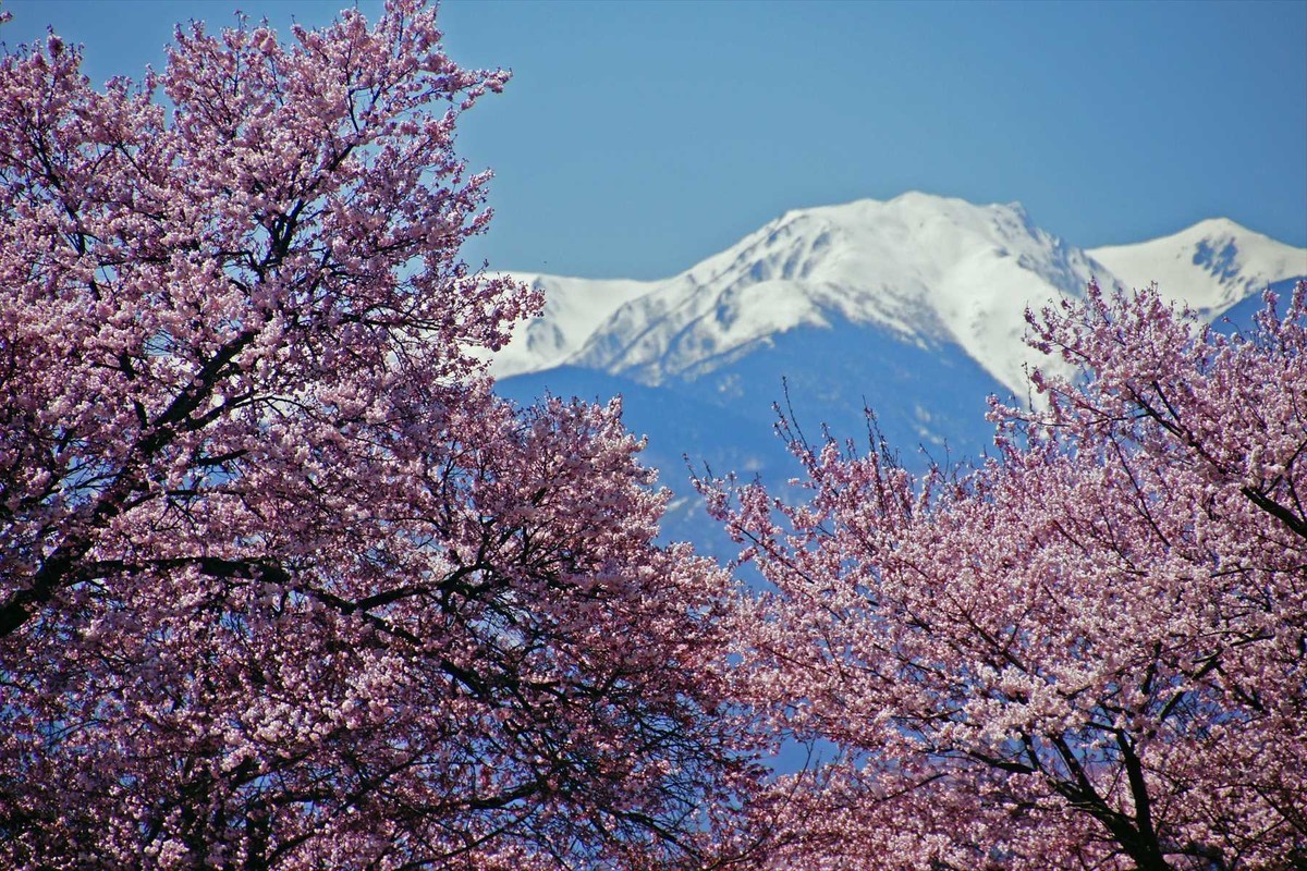 f:id:hashiba511:20220413044304j:plain