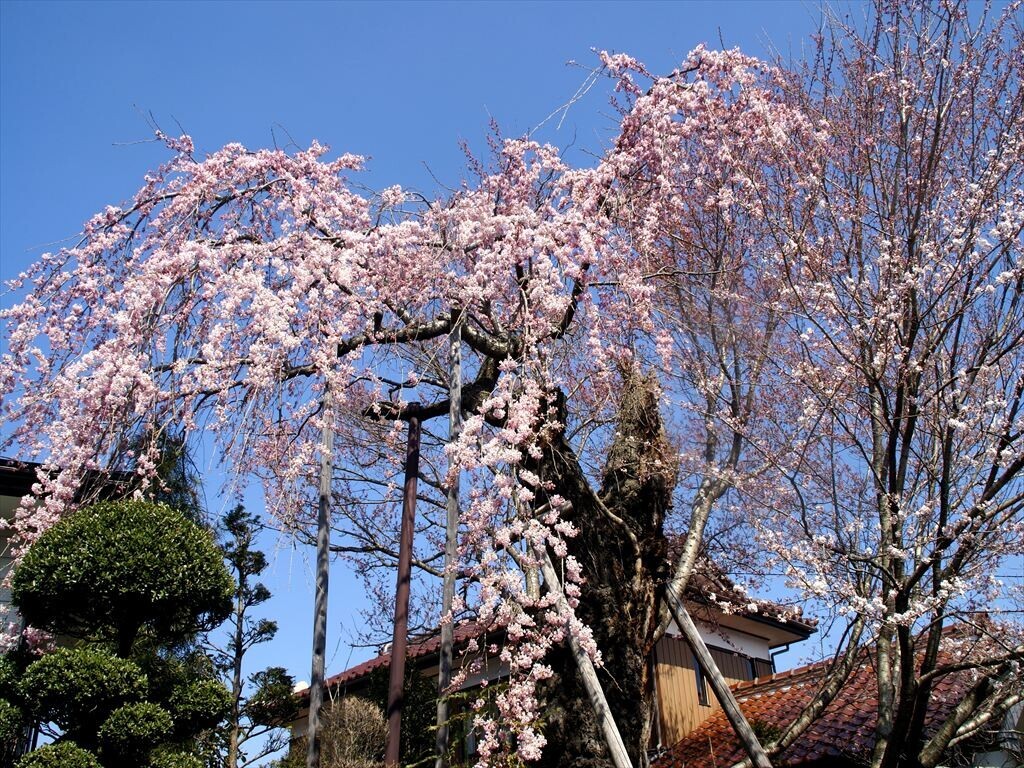 1本桜(1) - 信州の四季