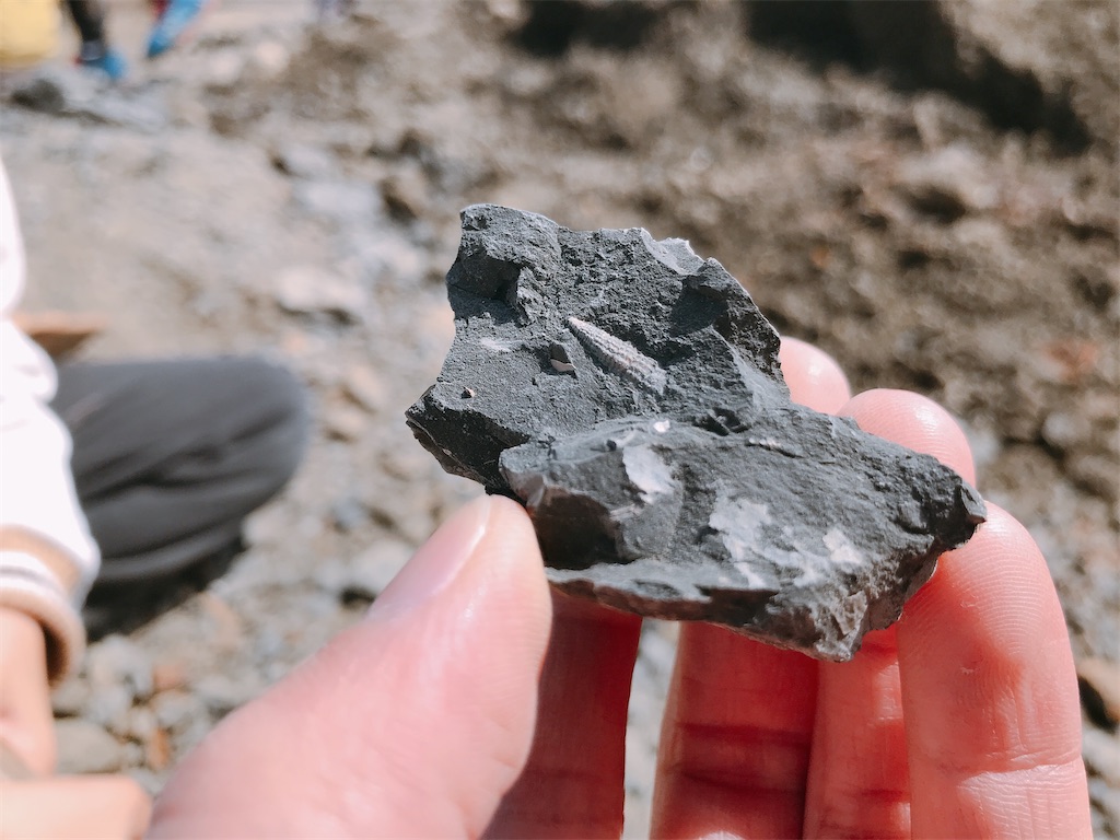 こどもが喜ぶ、体験型ミュージアム！化石が掘れる！それ以上に鑑定