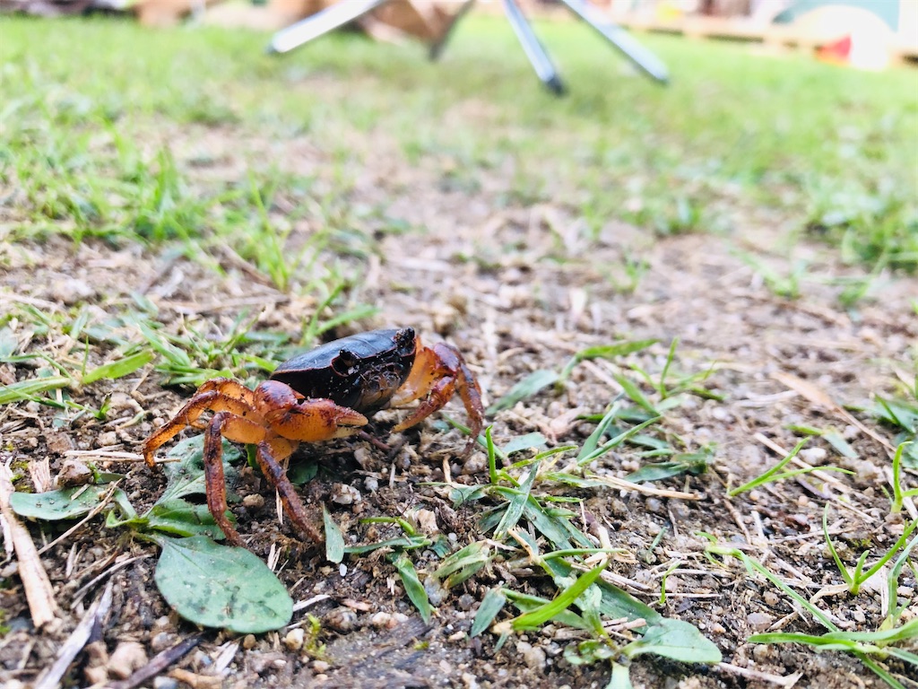 f:id:hashimo123:20201101174147j:image f:id:hashimo123:20201101174147j:image