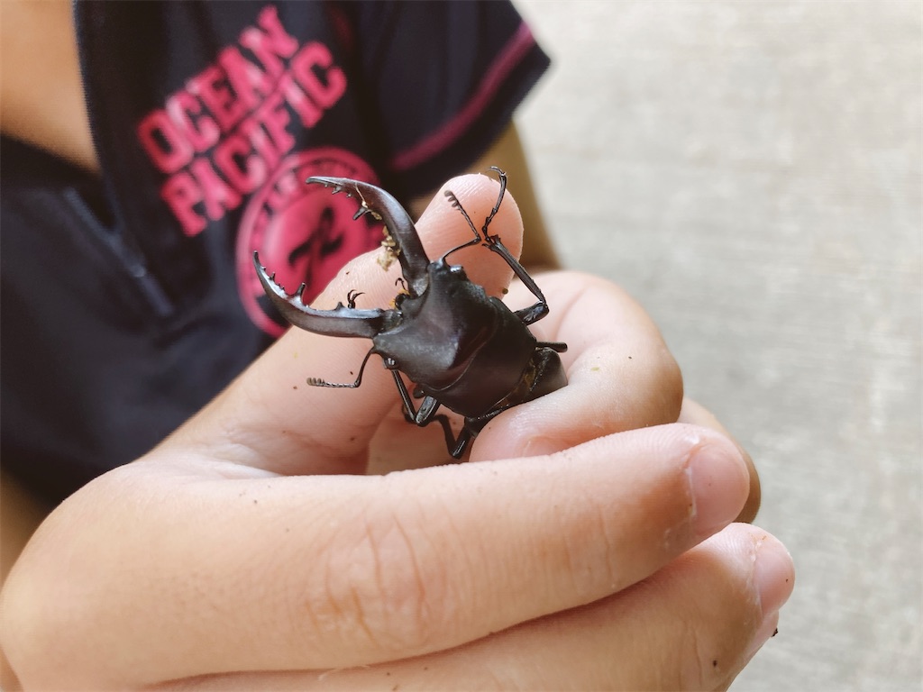 f:id:hashimo123:20210725141209j:image