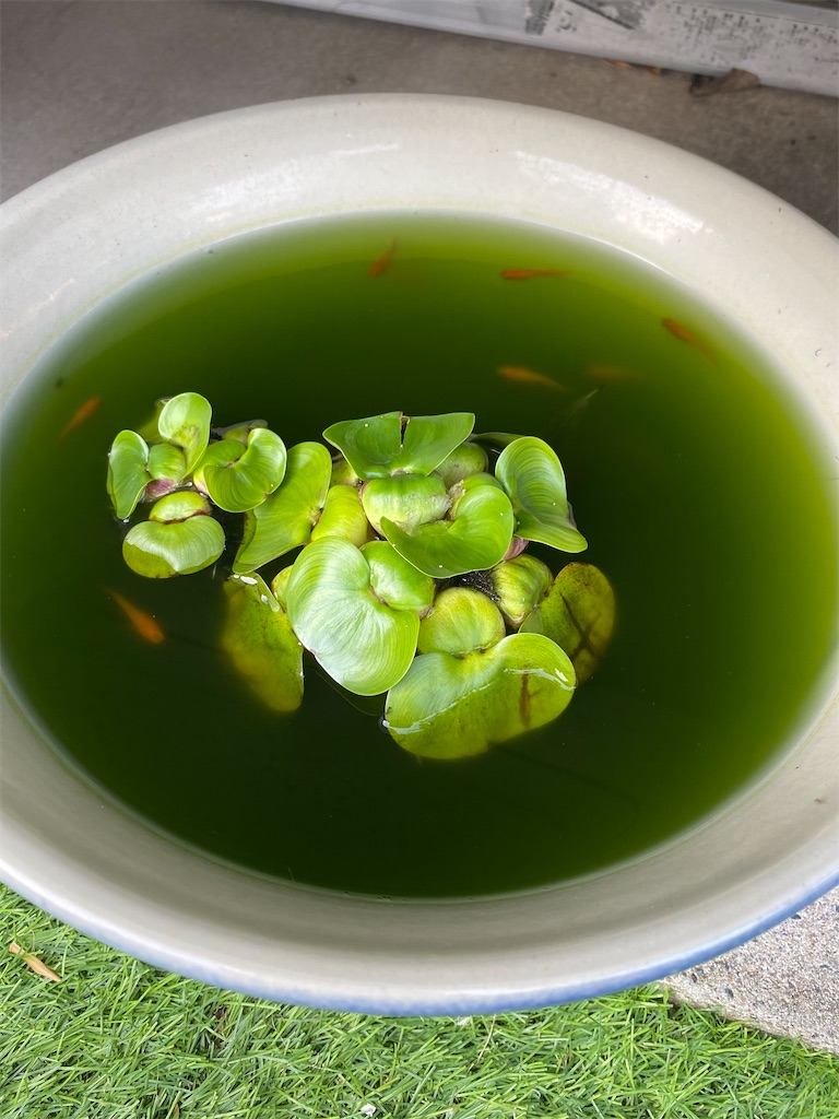 f:id:hashimoto_clinic:20210610174334j:image
