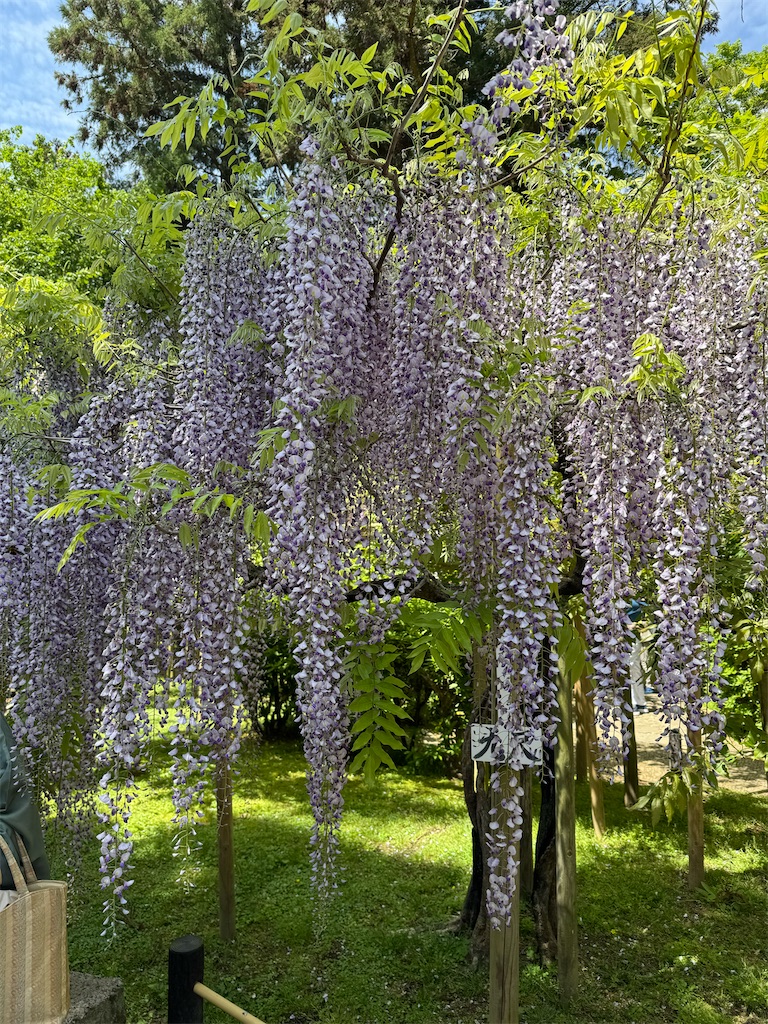 f:id:hashimoto_clinic:20260427233812j:image f:id:hashimoto_clinic:20260427233812j:image