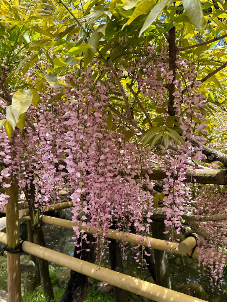 f:id:hashimoto_clinic:20260427234435j:image f:id:hashimoto_clinic:20260427234435j:image