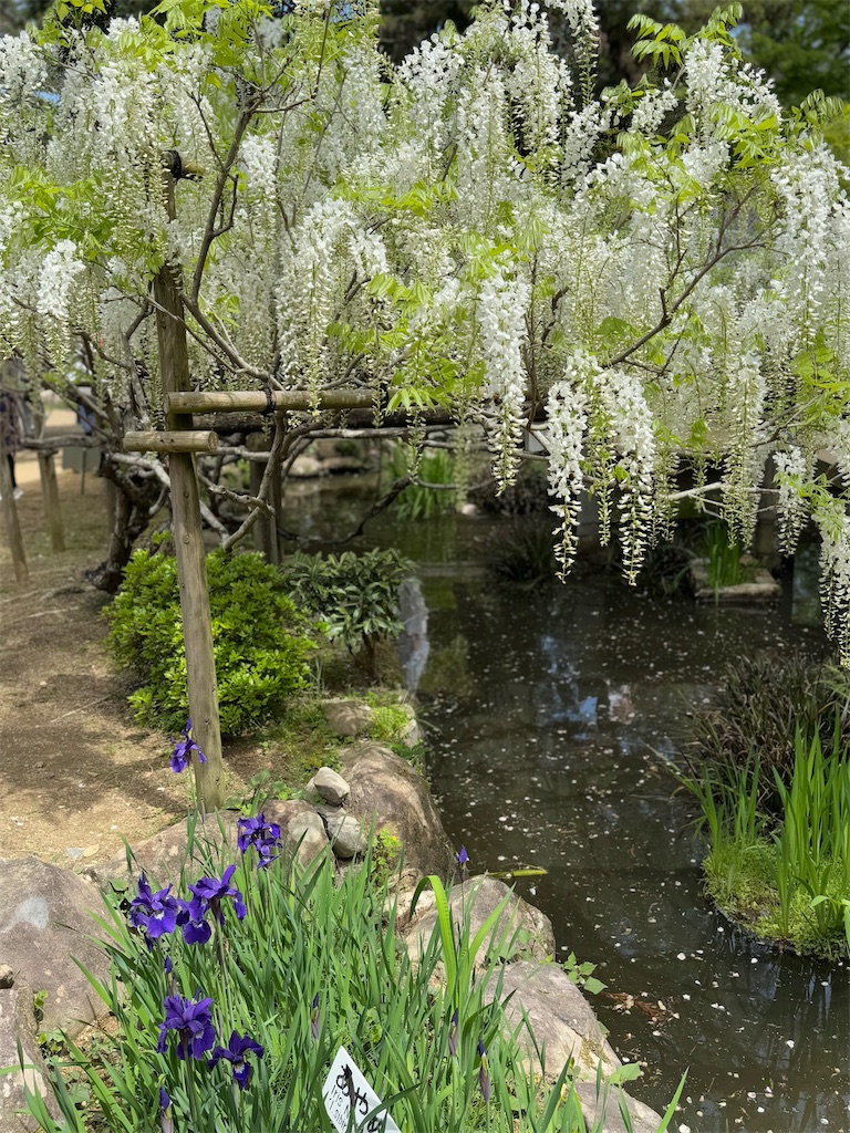 f:id:hashimoto_clinic:20260427234452j:image f:id:hashimoto_clinic:20260427234452j:image