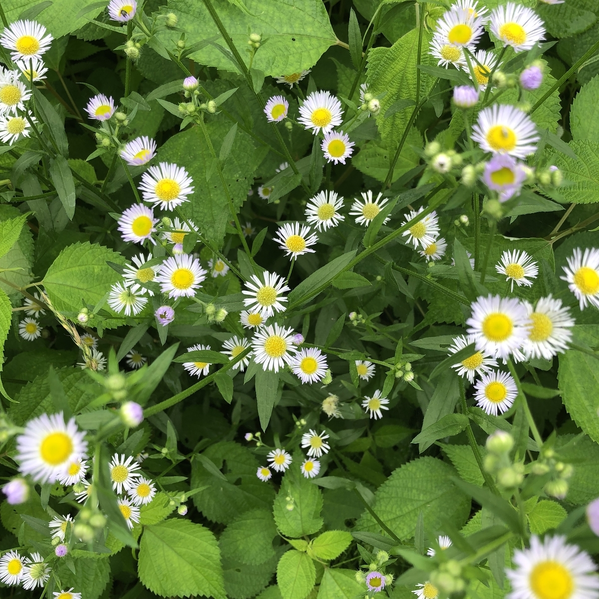 f:id:hashimotoyoko:20190711101002j:plain f:id:hashimotoyoko:20190711101002j:plain